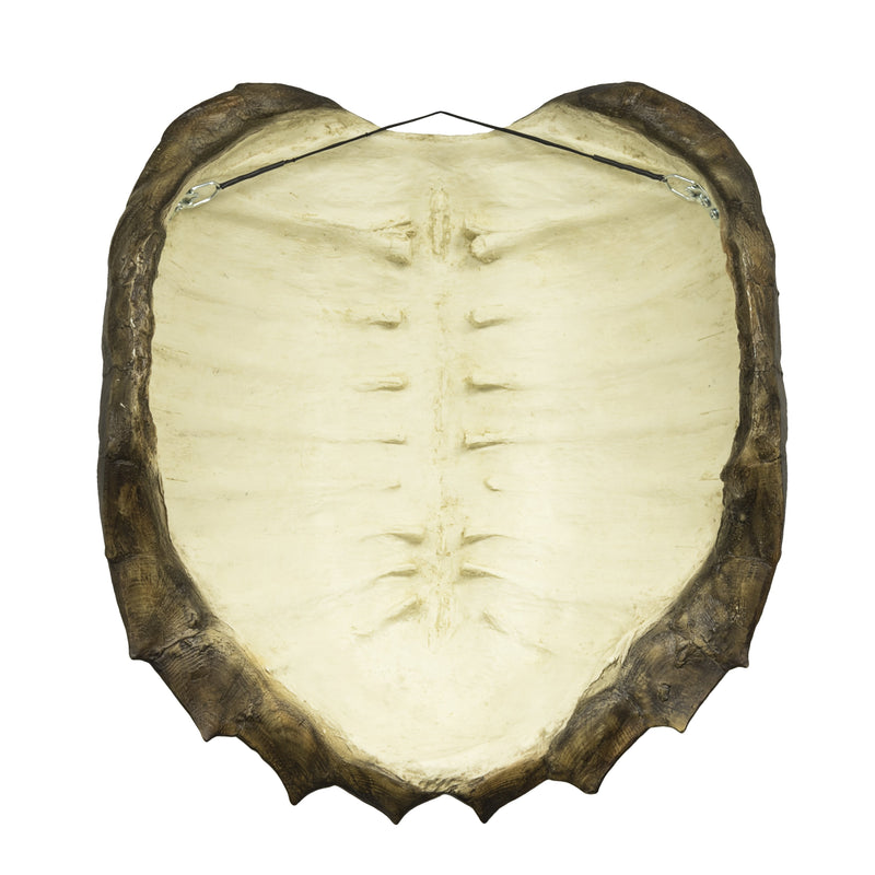 Replica Alligator Snapping Turtle Shell