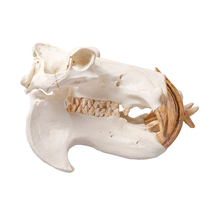 Replica Hippopotamus Skull