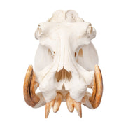 Replica Hippopotamus Skull