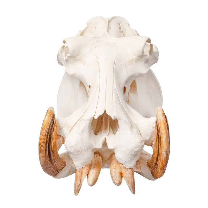 Replica Hippopotamus Skull