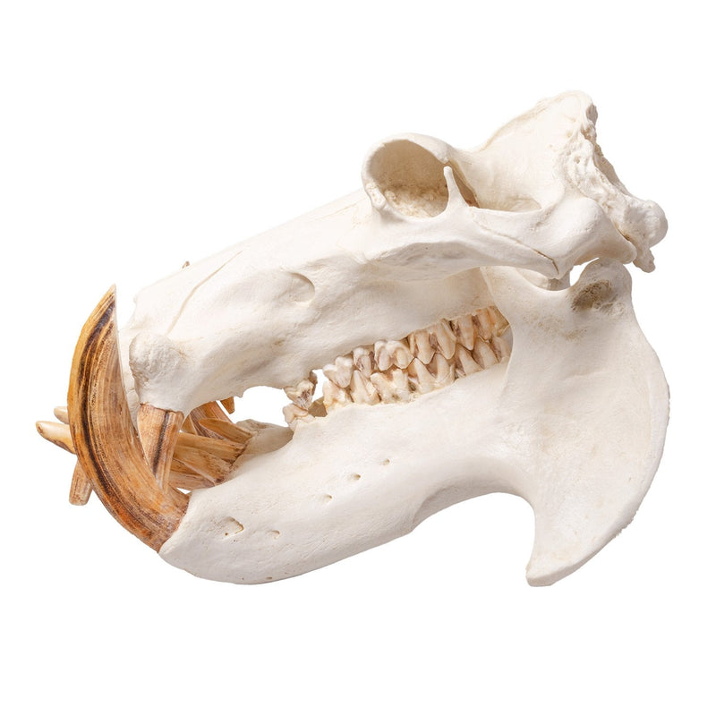 Replica Hippopotamus Skull