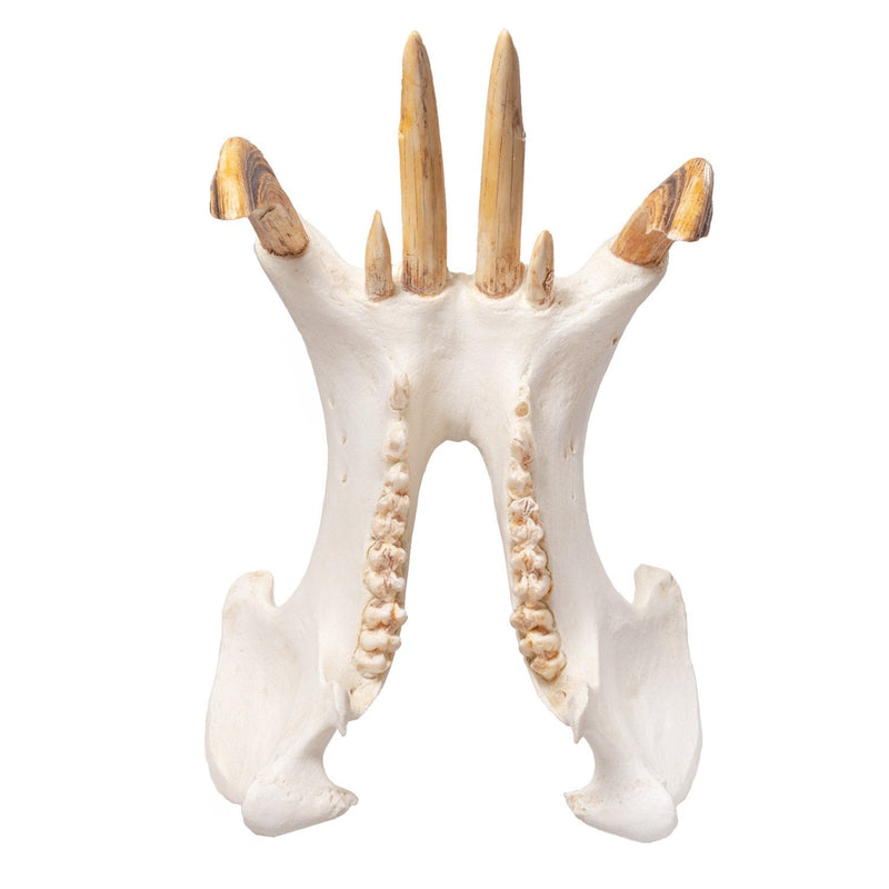 Replica Hippopotamus Skull