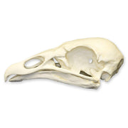 Replica Turkey Vulture Skull