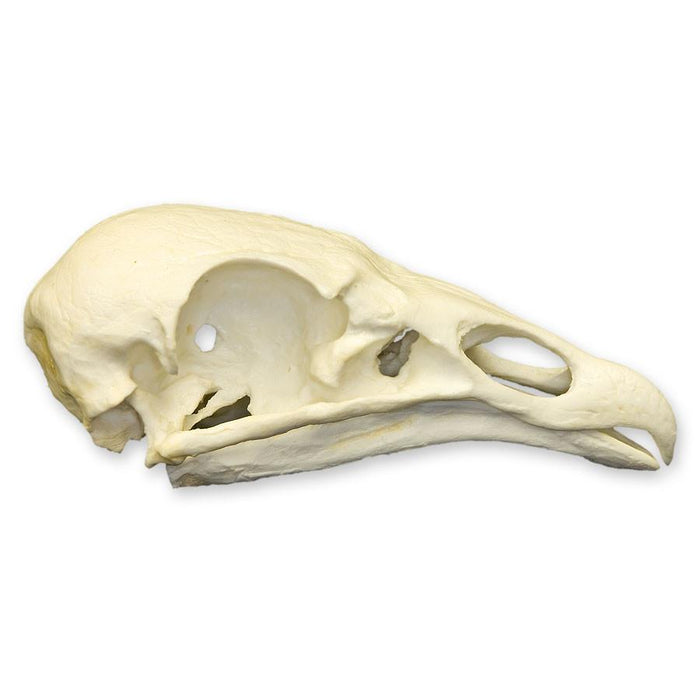Replica Turkey Vulture Skull