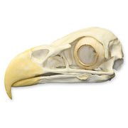Replica Bald Eagle Skull