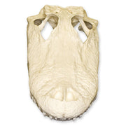 Replica American Alligator Skull (11.5 in.)