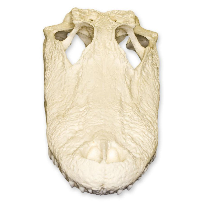Replica American Alligator Skull (11.5 in.)