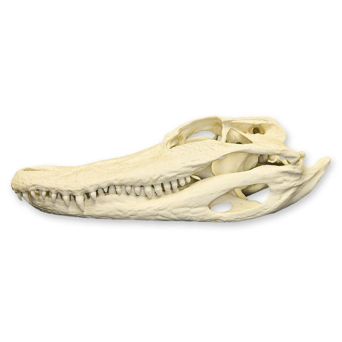 Replica American Alligator Skull (11.5 in)