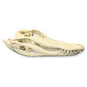 Replica American Alligator Skull (11.5 in.)