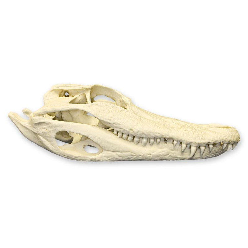 Replica American Alligator Skull (11.5 in.)