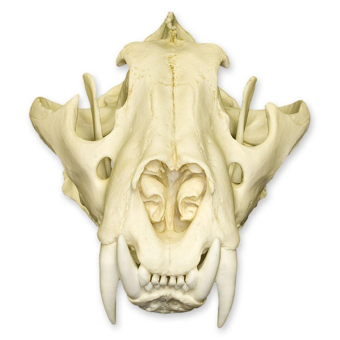 Replica Siberian Tiger Skull - Male