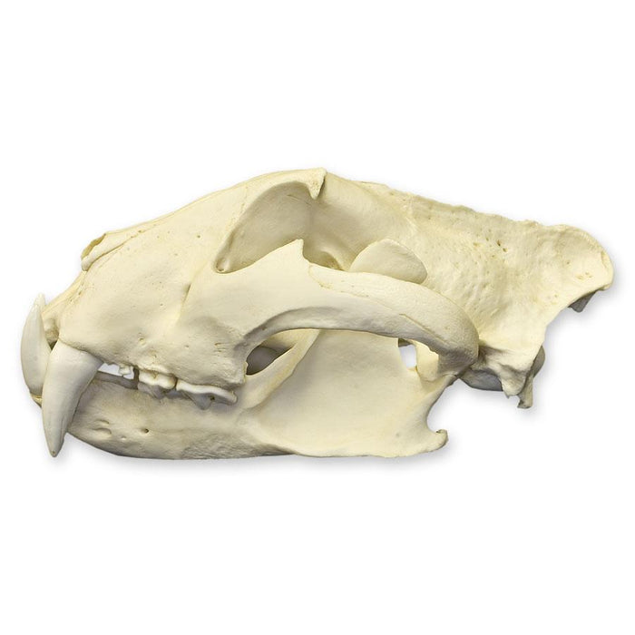 Replica Siberian Tiger Skull - Male