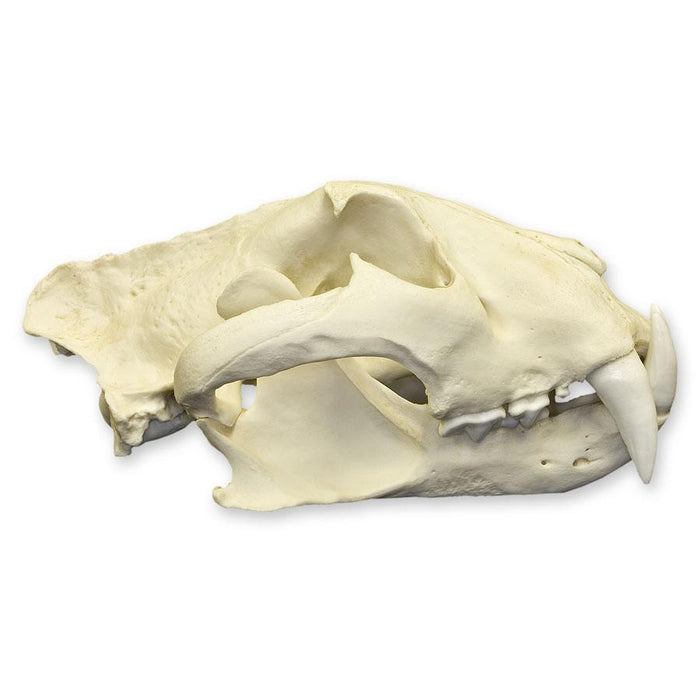 Replica Siberian Tiger Skull - Male