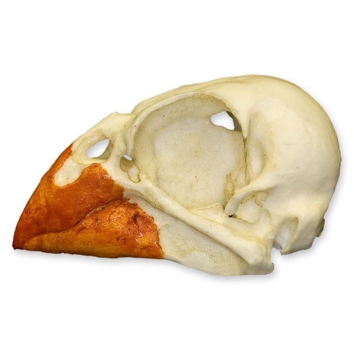 Replica Northern Cardinal Skull