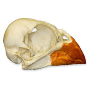 Replica Northern Cardinal Skull