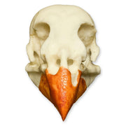 Replica Northern Cardinal Skull