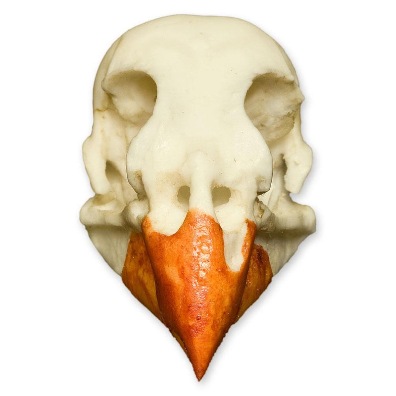 Replica Northern Cardinal Skull