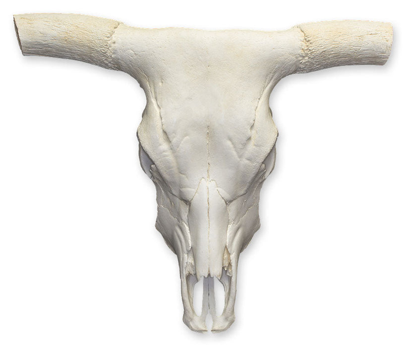 Replica Longhorn Skull