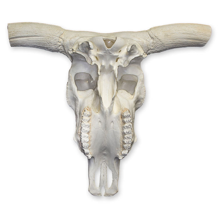 Replica Longhorn Skull