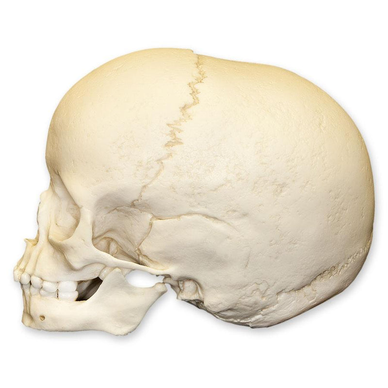 Replica 5-year-old Human Child Archaic Skull