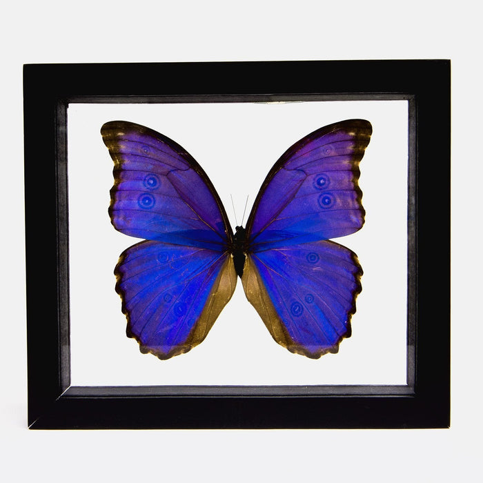 Real Giant Blue Morpho Butterfly in Black Frame