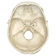 Replica Human European Male Skull - Calvarium Cut and Numbered