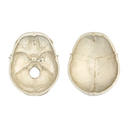 Replica Human European Male Skull - Calvarium Cut and Numbered