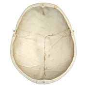 Replica Human European Male Skull - Calvarium Cut and Numbered