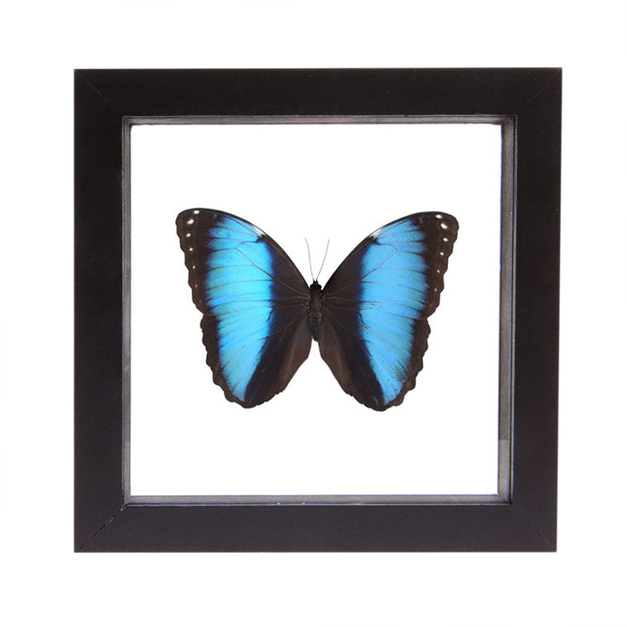 Real Morpho Deidamia Butterfly in Black Frame
