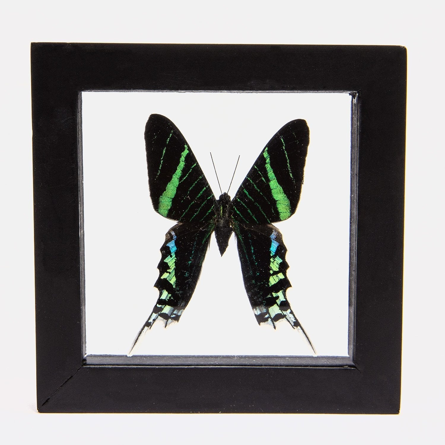 Real Green-banded Urania Butterfly In Frame For Sale — Skulls
