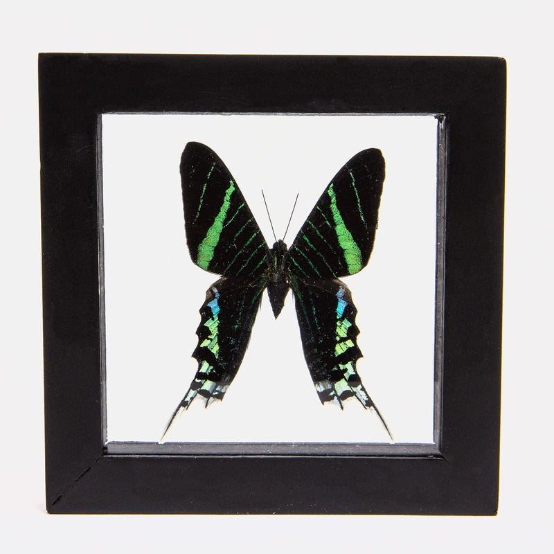 Real Green-banded Urania Butterfly in Black Frame