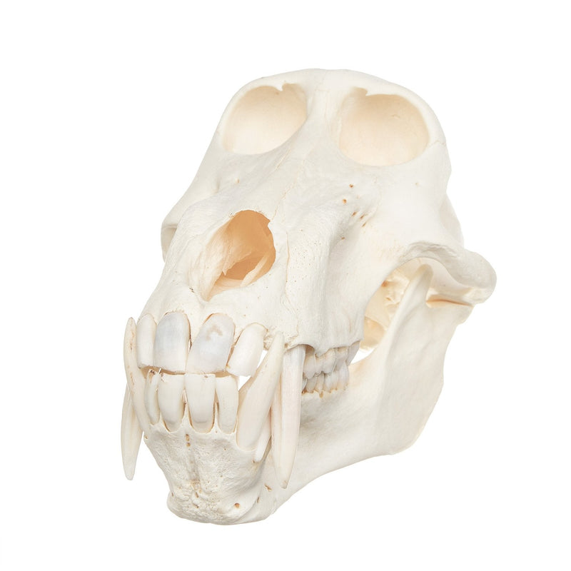 Real Chacma Baboon Skull - Adolescent Male