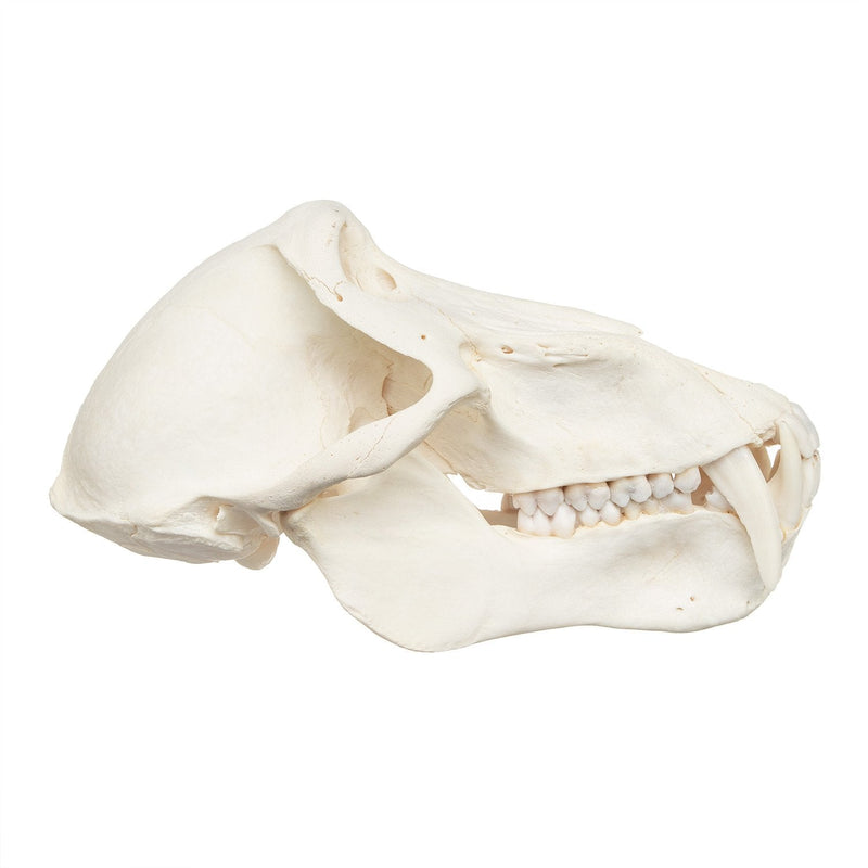 Real Chacma Baboon Skull - Adolescent Male