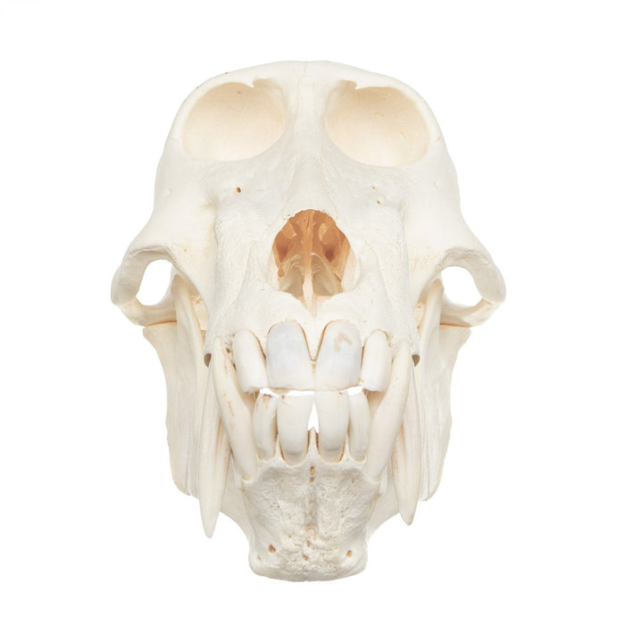 Real Chacma Baboon Skull - Adolescent Male