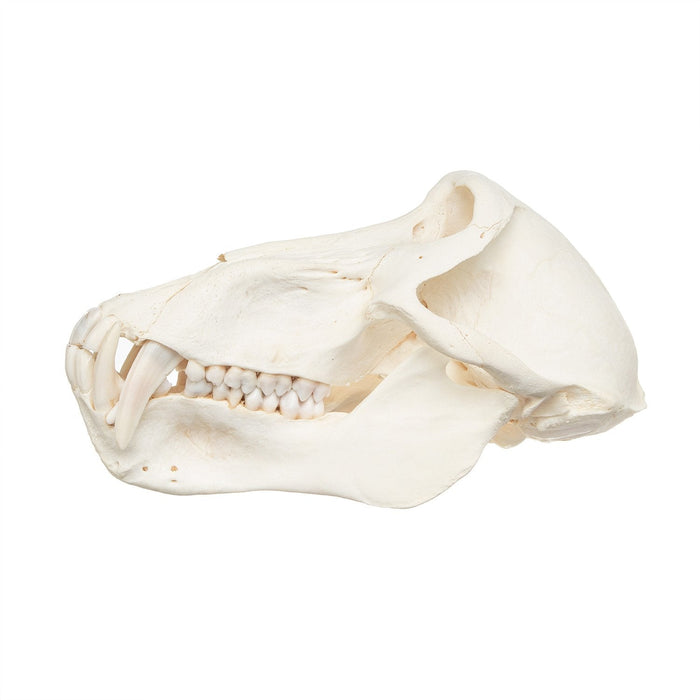 Real Chacma Baboon Skull - Adolescent Male