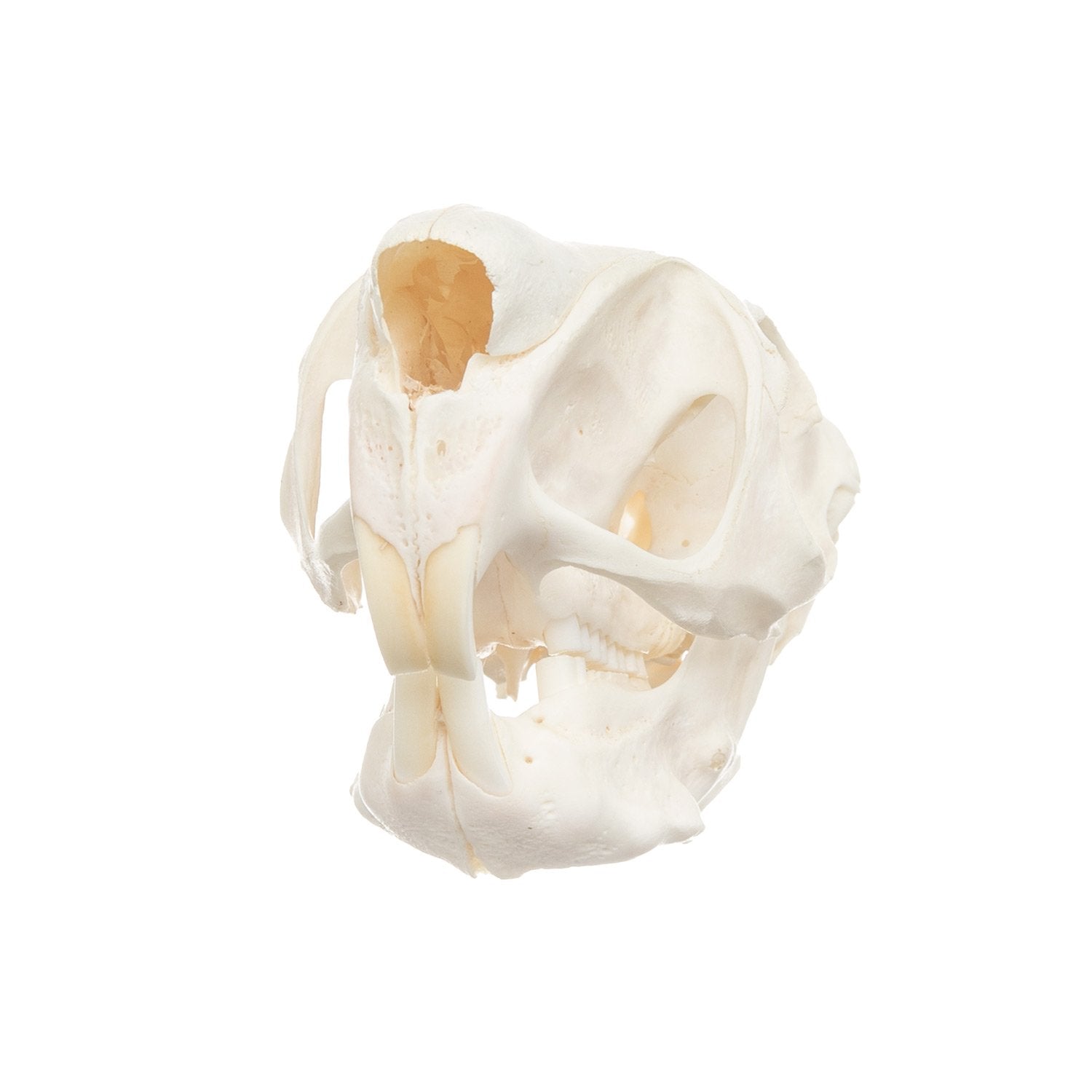 Real Springhare Skull For Sale — Skulls Unlimited International, Inc.