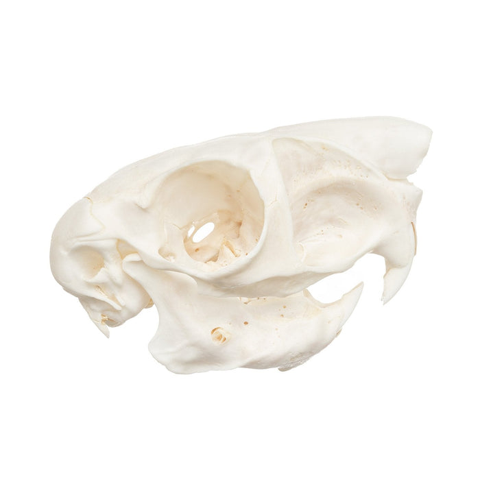 Real Springhare Skull