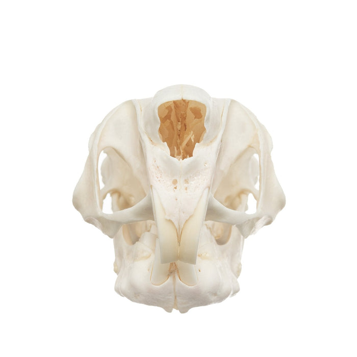 Real Springhare Skull