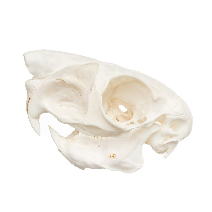 Real Springhare Skull