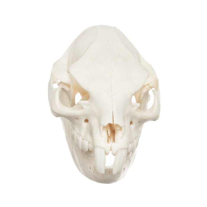 Real Rock Hyrax Skull