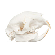 Real Cape Porcupine Skull