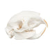 Real Cape Porcupine Skull