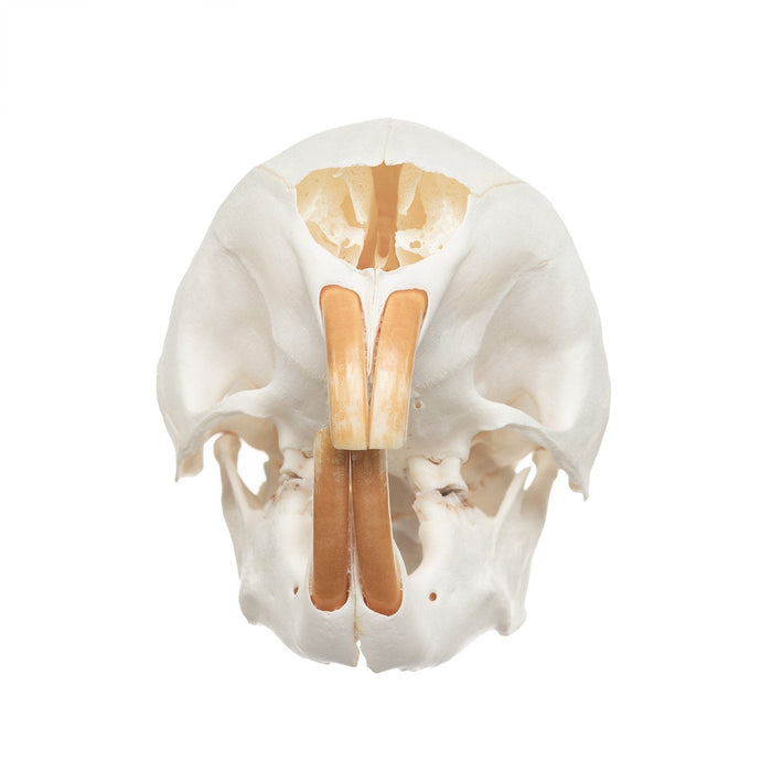 Real Cape Porcupine Skull
