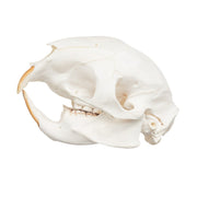 Real Cape Porcupine Skull