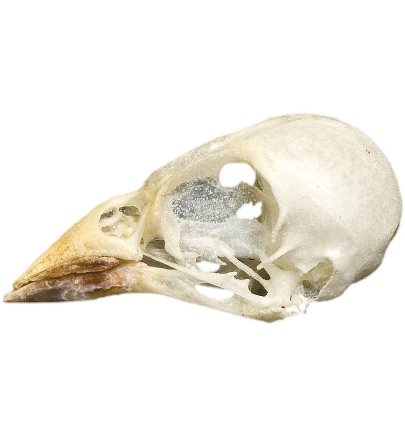 Real Cordon Bleu Skull