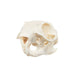 Real African Ground Squirrel Skull