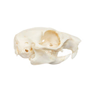 Real African Ground Squirrel Skull