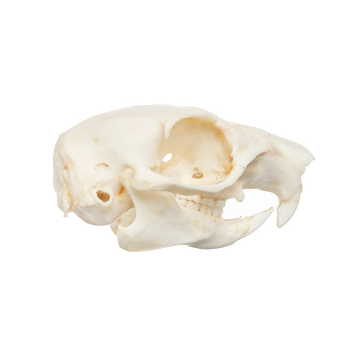 Real African Ground Squirrel Skull
