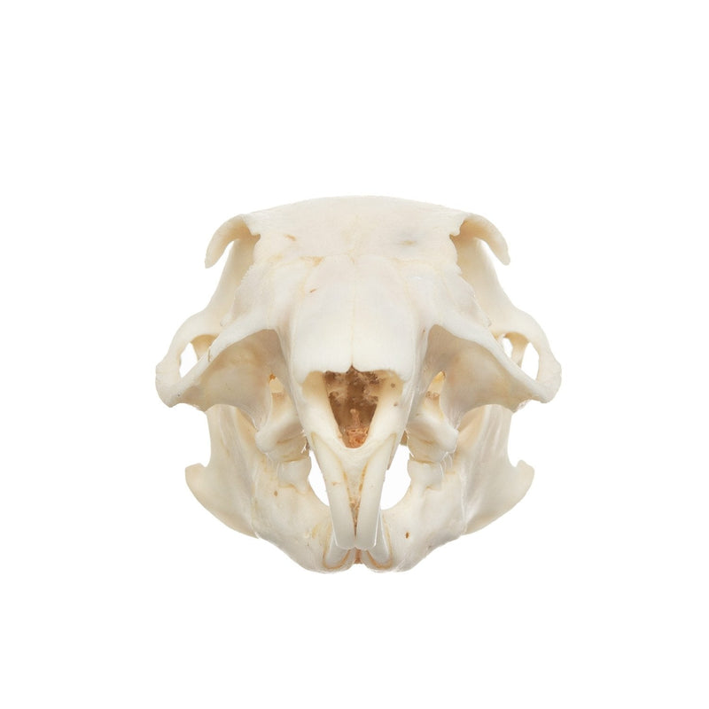 Real African Ground Squirrel Skull