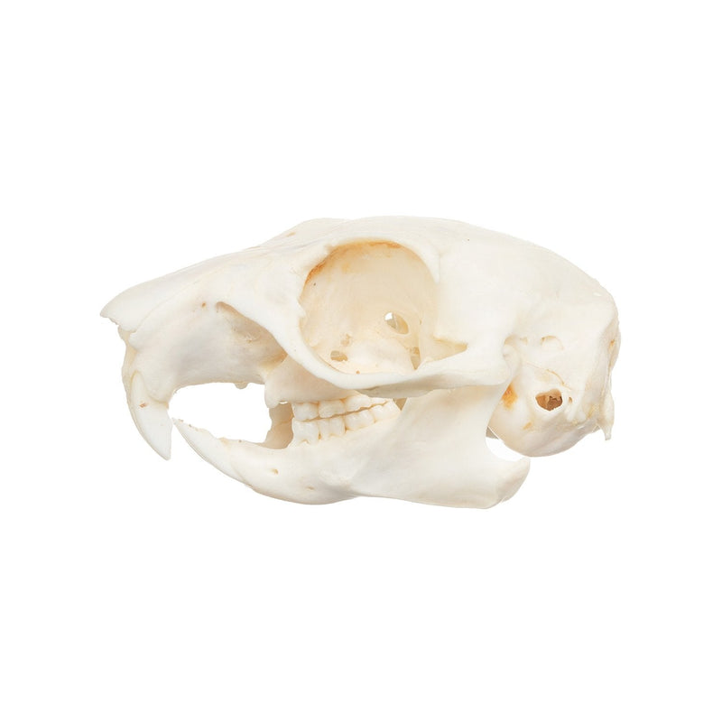 Real African Ground Squirrel Skull